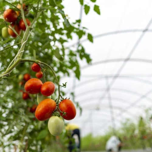 Seis variedades de planta de tomate para su cultivo