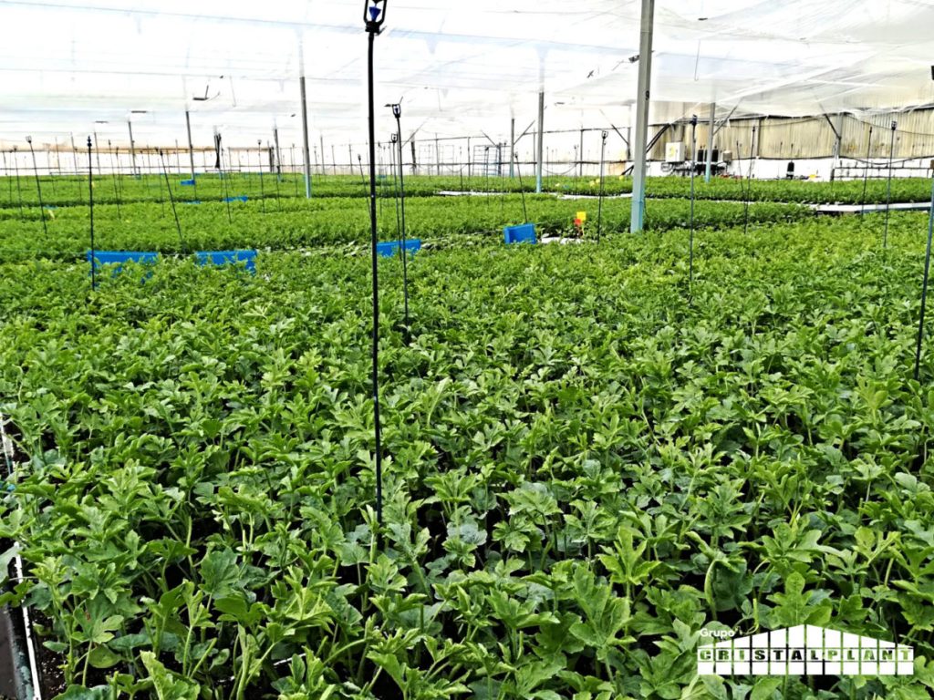 Semillero Grupo Cristalplant - Tasa positiva crecimiento en 2017